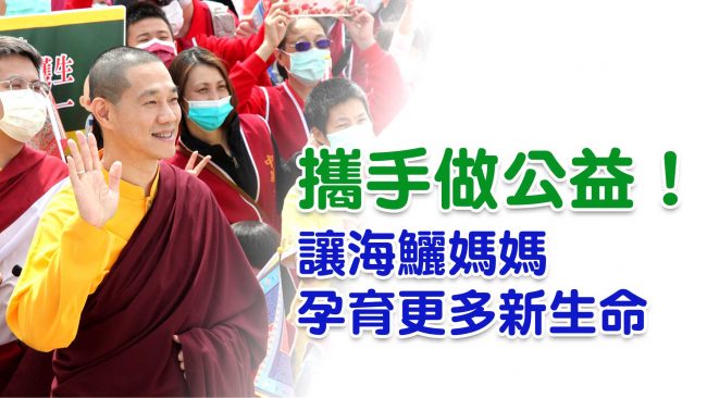 搶救懷孕海鱺媽媽