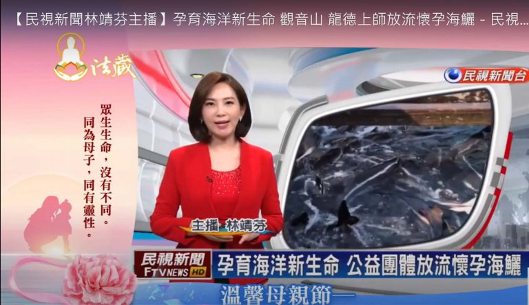 【民視新聞林靖芬主播】孕育海洋新生命 觀音山 龍德上師放流懷孕海鱺－民視台語新聞