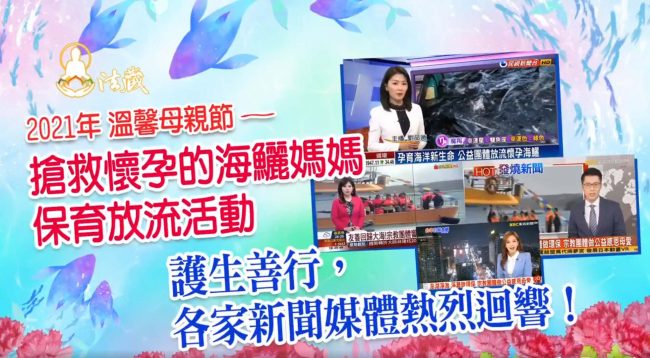 搶救懷孕的海鱺媽媽─感恩東森、民視、非凡等各大新聞媒體與報章雜誌熱烈報導！