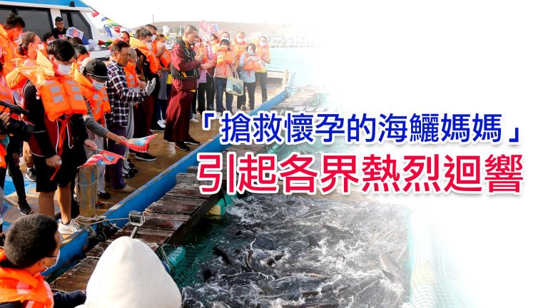 搶救懷孕的海鱺媽媽