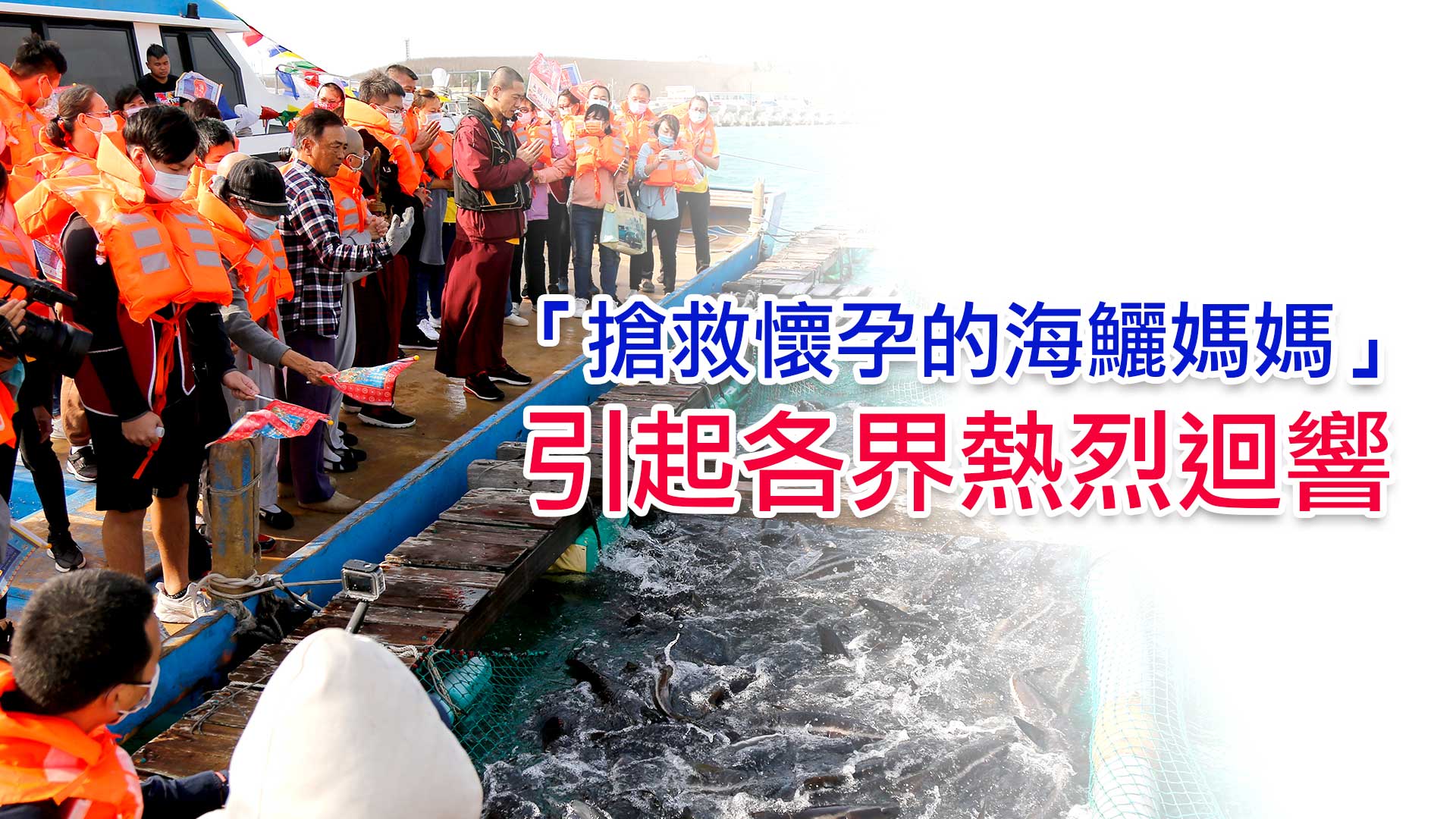 搶救懷孕的海鱺媽媽