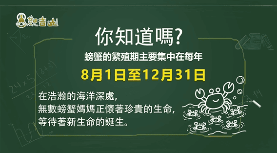 為何搶救懷孕的螃蟹媽媽刻不容緩?如何拯救抱卵母蟹的生命?