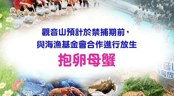 為何搶救懷孕的螃蟹媽媽刻不容緩?如何拯救抱卵母蟹的生命?