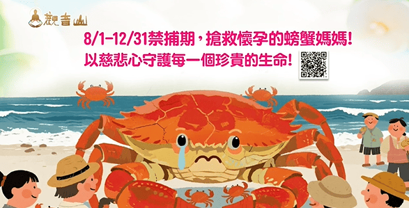 為何搶救懷孕的螃蟹媽媽刻不容緩？如何拯救抱卵母蟹的生命？