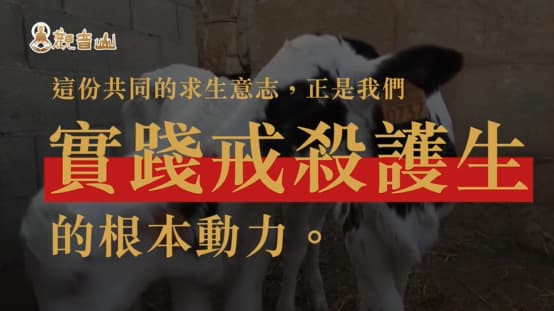 護生為何改變命運快速？3則現代護生改運的真實故事！