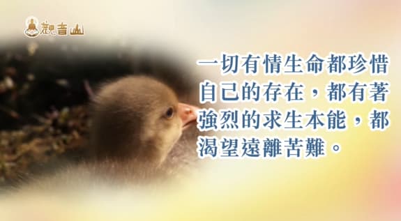 護生為何改變命運快速？3則現代護生改運的真實故事！