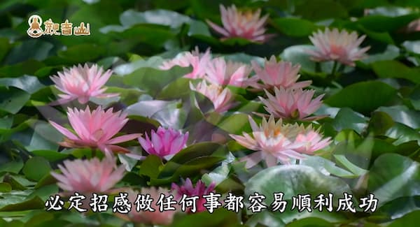 毛小孩剛走?掌握黃金 49 天「幫寵物做功德」全指南:如何讓毛孩走得更安詳!