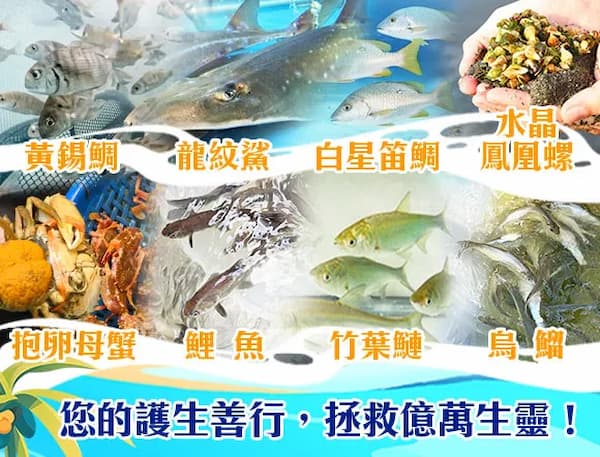 怎麼做才有真正的「放生魚功德」?合法放生與保育放流的護生指南