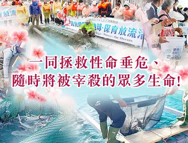 怎麼做才有真正的「放生魚功德」?合法放生與保育放流的護生指南